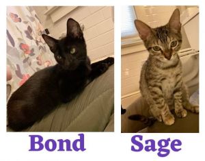 Bond and Sage (Roatan) (kittens), Young Female Domestic Short Hair
