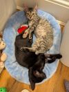 Bond and Sage (Roatan) (kittens) photo 2