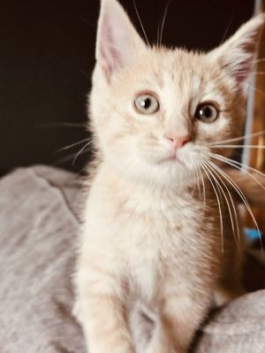 Buster, Baby Male Domestic Short Hair