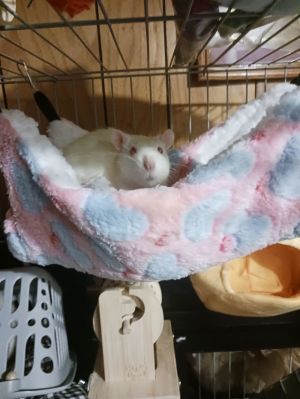 Peanut Butter, Young Male Rat