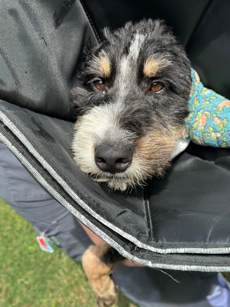 Bernie, an adoptable Goldendoodle in Chattanooga, TN, 37404 | Photo Image 1