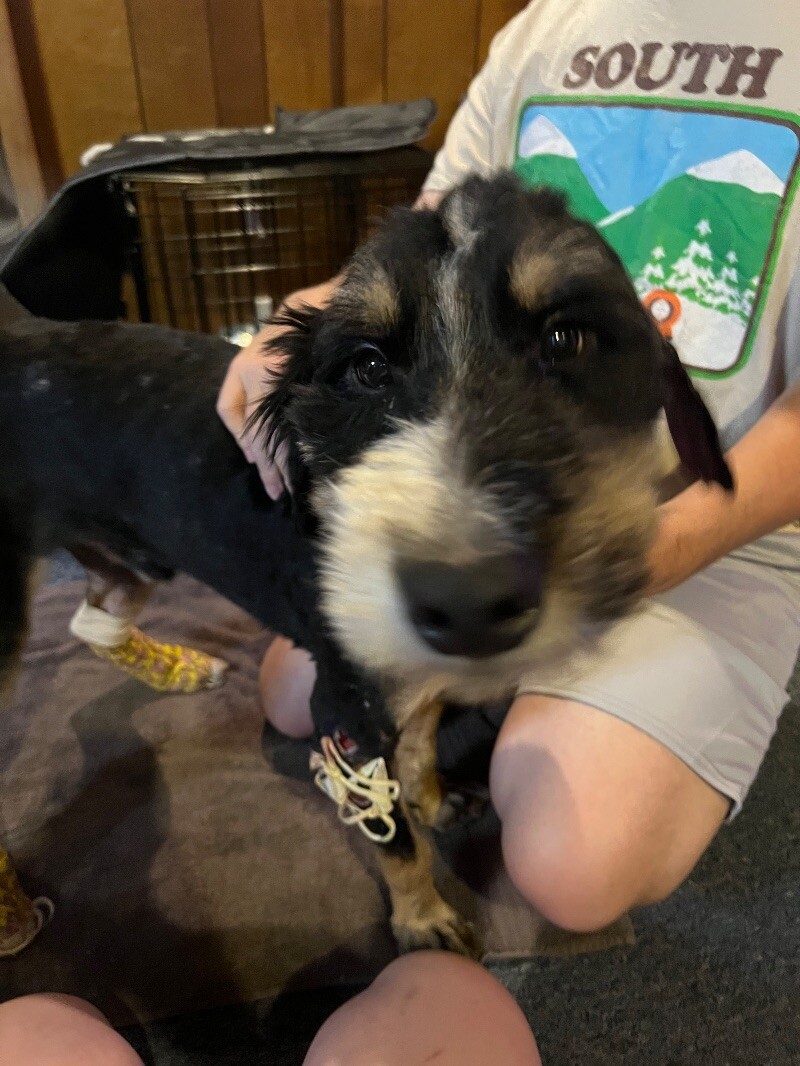 Bernie, an adoptable Goldendoodle in Chattanooga, TN, 37404 | Photo Image 3