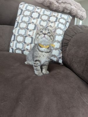 Jane, Baby Female Domestic Medium Hair