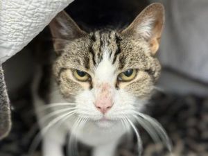 Gertie, Senior Female Domestic Short Hair