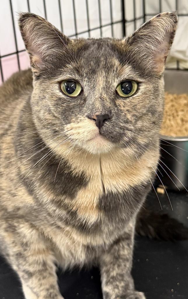 Paisley (Dilute Tortie), an adoptable Domestic Short Hair in Ontario, OR, 97914 | Photo Image 1