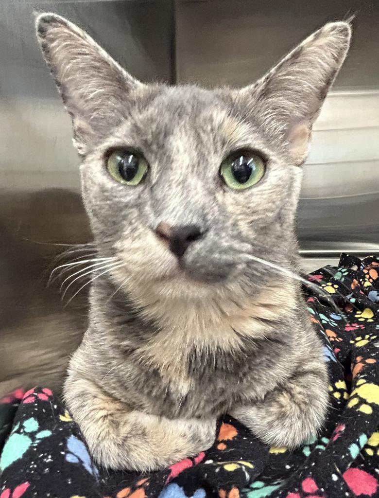 Paisley (Dilute Tortie), an adoptable Domestic Short Hair in Ontario, OR, 97914 | Photo Image 2