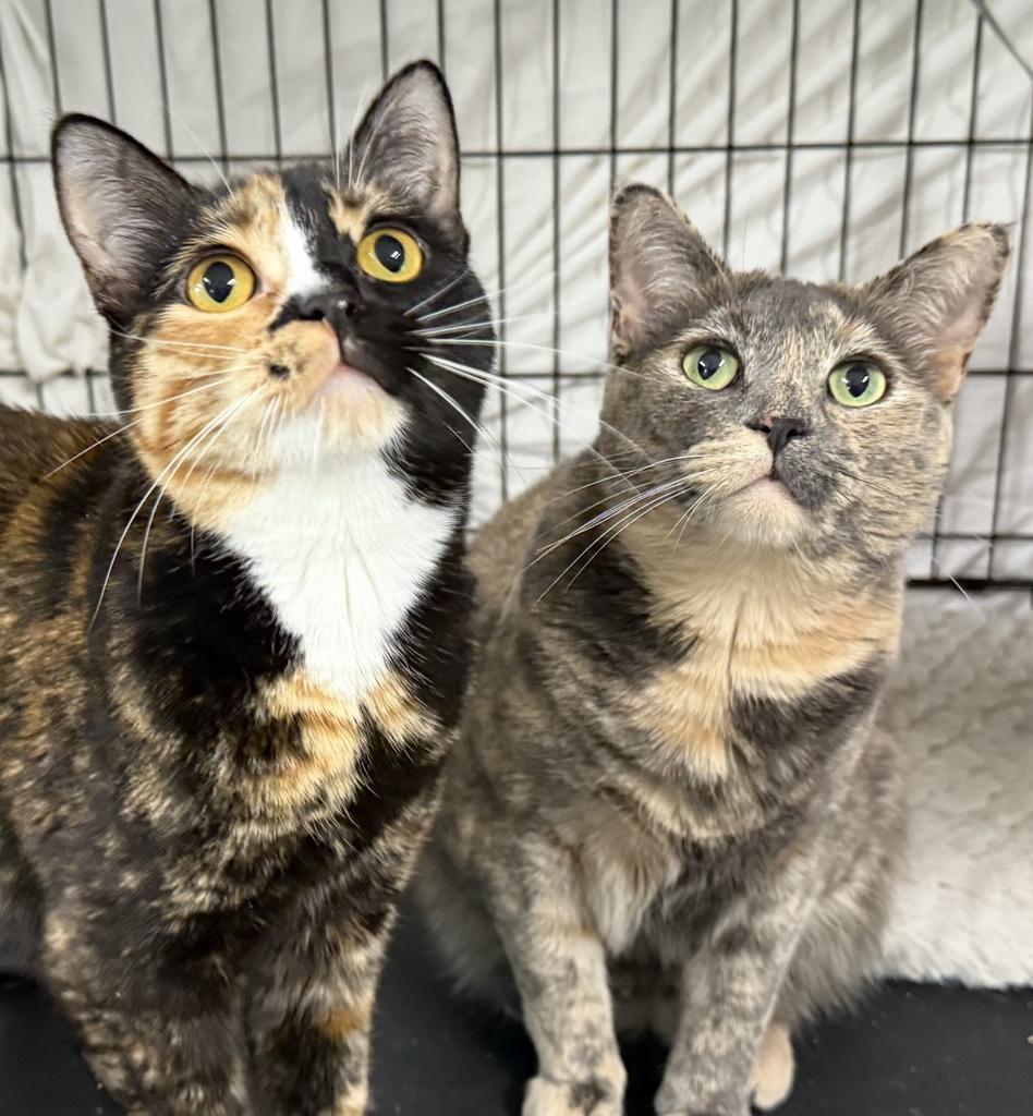 Paisley (Dilute Tortie), an adoptable Domestic Short Hair in Ontario, OR, 97914 | Photo Image 3