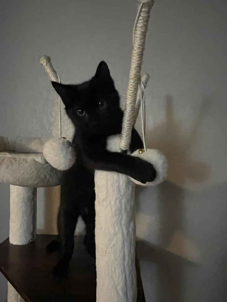 Pip, an adoptable Domestic Short Hair in Ontario, OR, 97914 | Photo Image 1