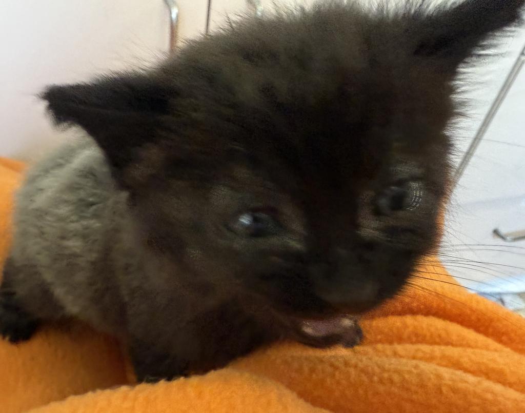 Pip, an adoptable Domestic Short Hair in Ontario, OR, 97914 | Photo Image 2