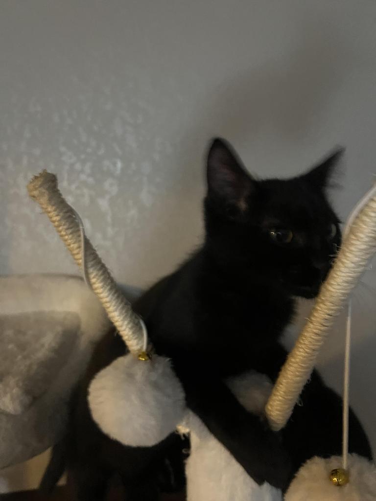 Pip, an adoptable Domestic Short Hair in Ontario, OR, 97914 | Photo Image 3