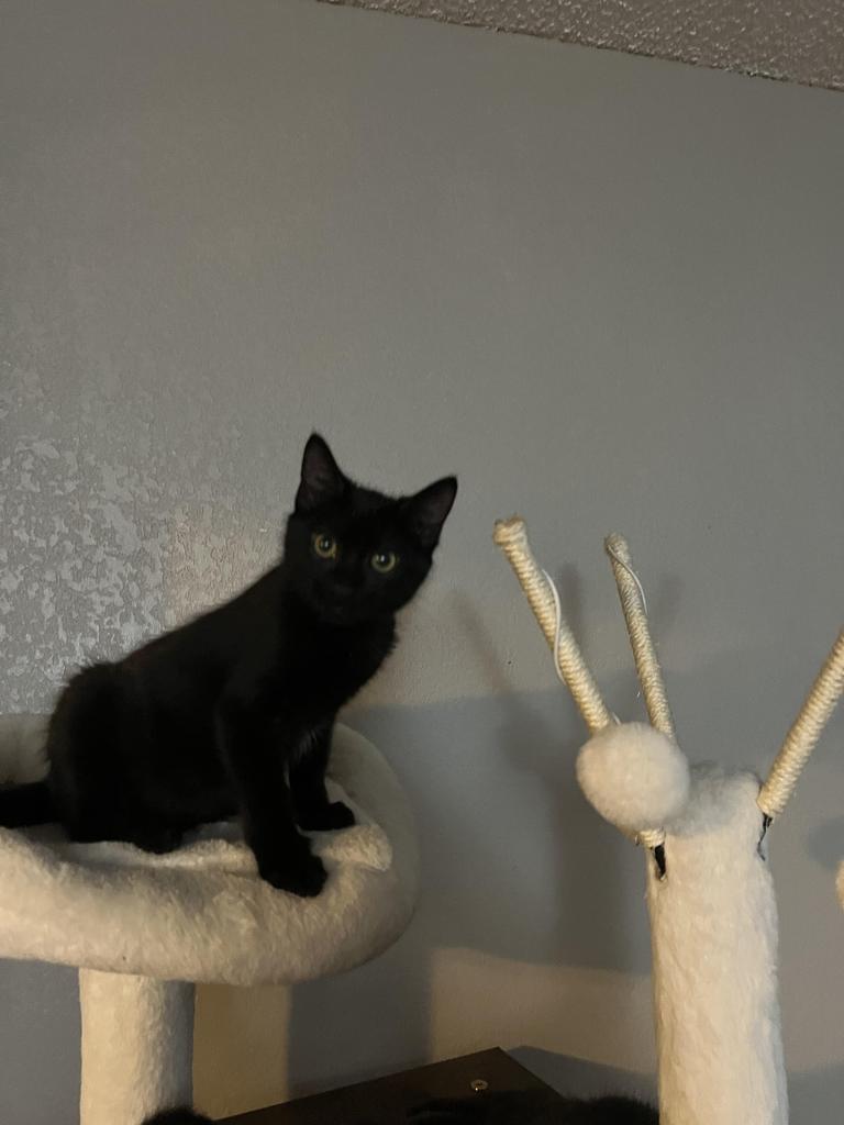 Lora, an adoptable Domestic Short Hair in Ontario, OR, 97914 | Photo Image 1