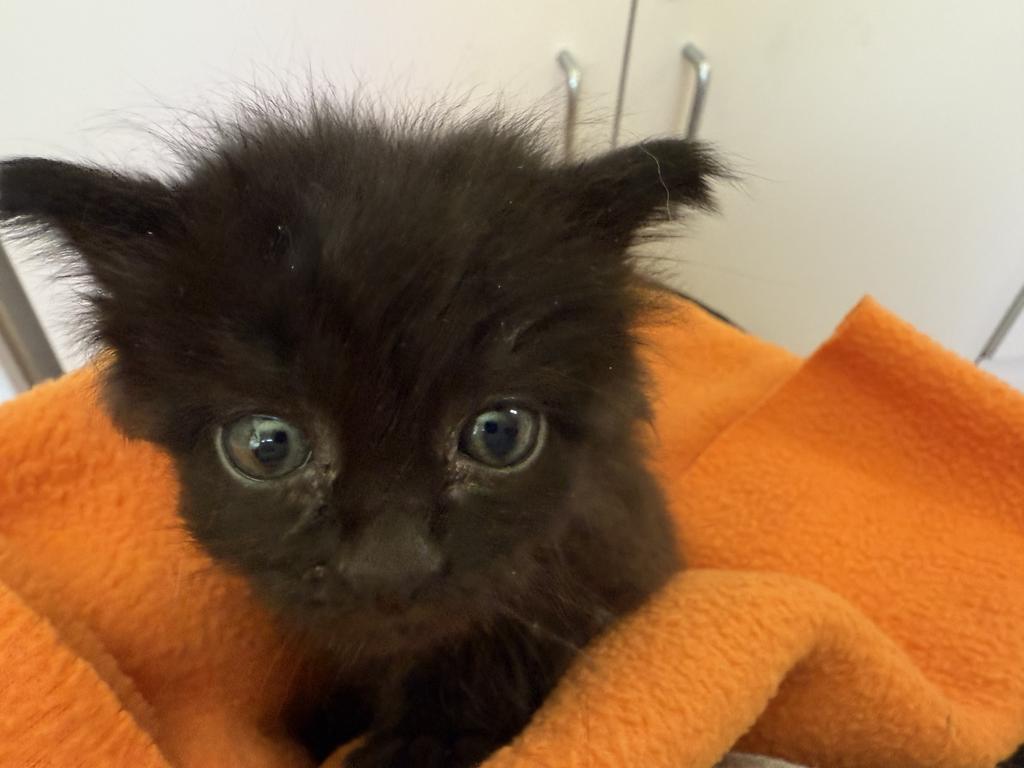 Lora, an adoptable Domestic Short Hair in Ontario, OR, 97914 | Photo Image 2