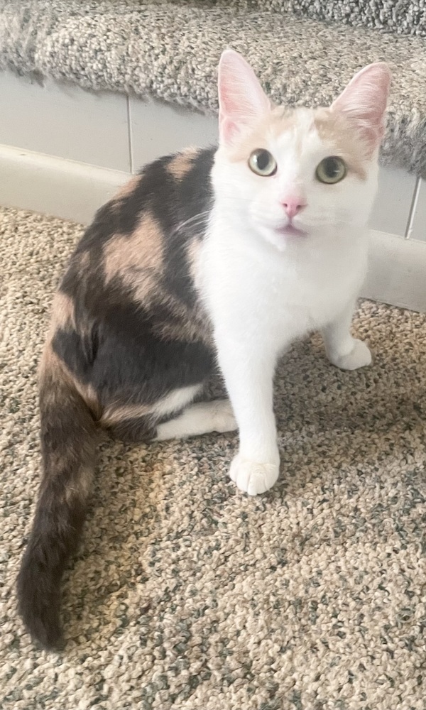 Carlie ~ Available at PetSmart Warsaw, IN!!
