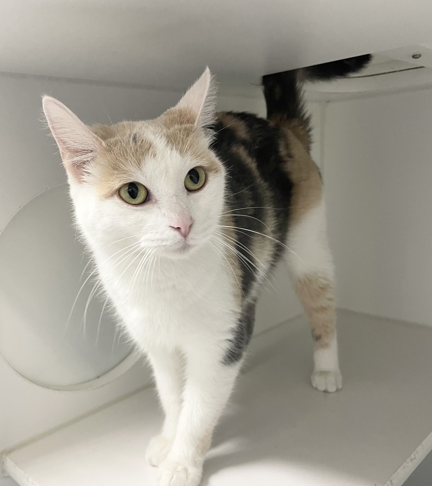 Carlie ~ Available at PetSmart Warsaw, IN!!