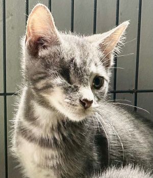 Murphy Lee Domestic Short Hair Cat