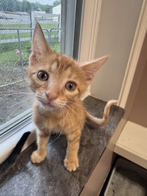 Nacho, Adult Male Domestic Short Hair