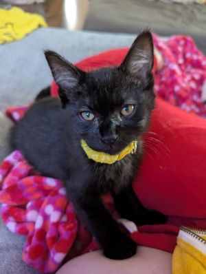 Mounds, Adult Male Domestic Short Hair