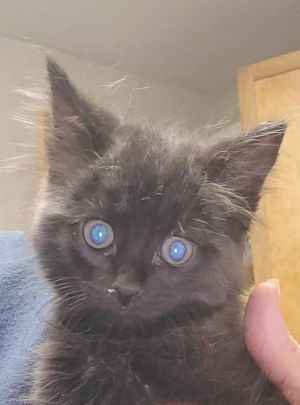 Serendipity Domestic Short Hair Cat