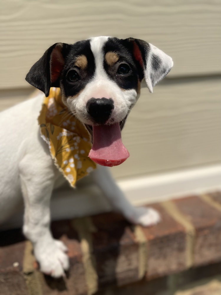 Lola
