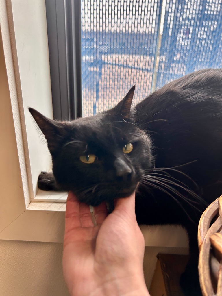 Crookshanks, an adoptable Domestic Short Hair in Minot, ND, 58702 | Photo Image 1