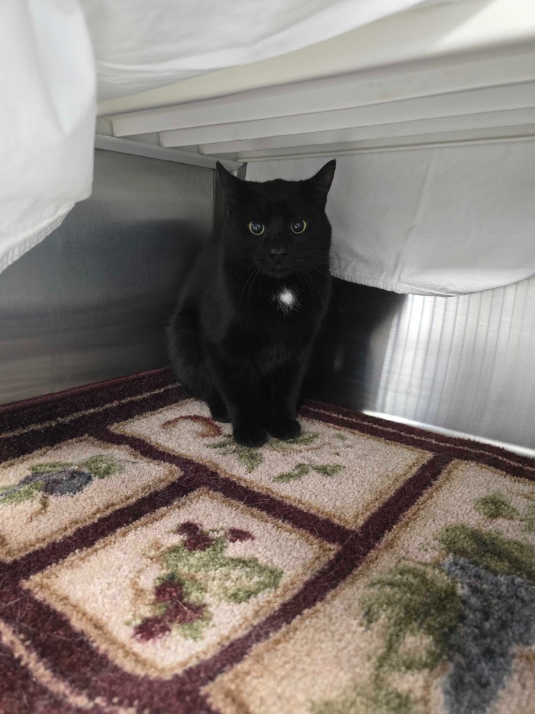 Crookshanks, an adoptable Domestic Short Hair in Minot, ND, 58702 | Photo Image 2