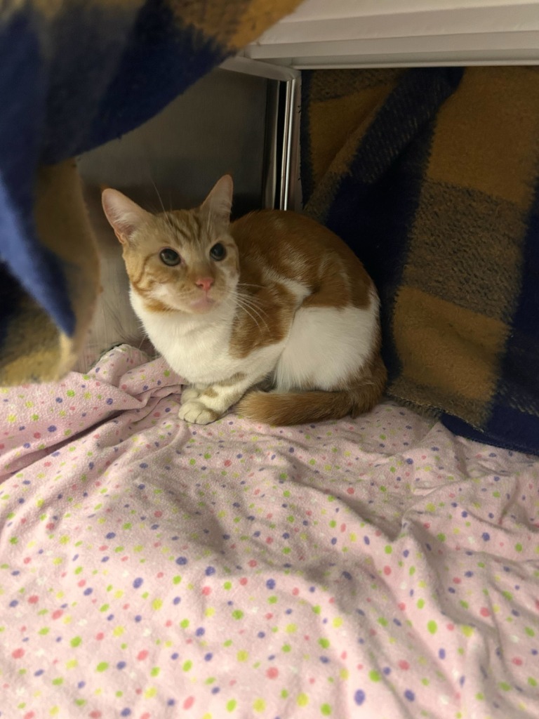 Clownfish, an adoptable Domestic Short Hair in Minot, ND, 58702 | Photo Image 1