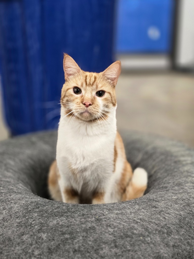 Clownfish, an adoptable Domestic Short Hair in Minot, ND, 58702 | Photo Image 1
