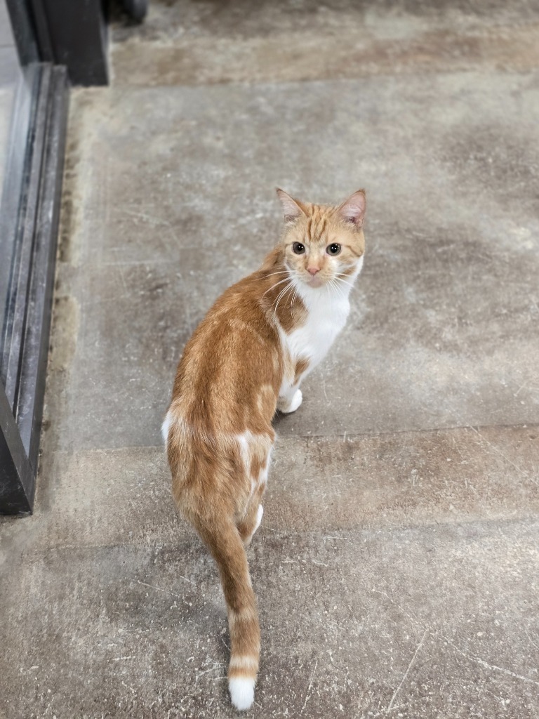 Clownfish, an adoptable Domestic Short Hair in Minot, ND, 58702 | Photo Image 3