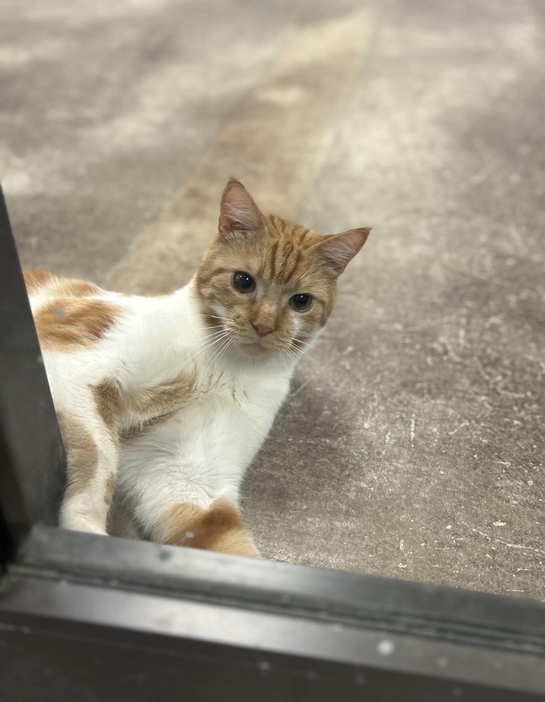 Clownfish, an adoptable Domestic Short Hair in Minot, ND, 58702 | Photo Image 4