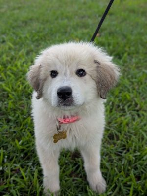 Meet Ginny a fluffy 2-month-old Great Pyrenees puppy with a heart as big as her adorable paws With