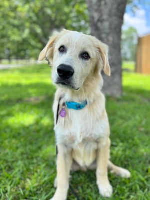 Meet Buddy an adorable Great PyreneesGolden Retriever mix At 6 months old he already weighs abou