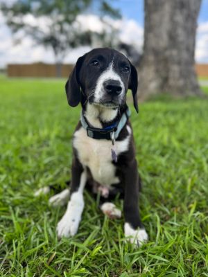 Roth Beagle Dog