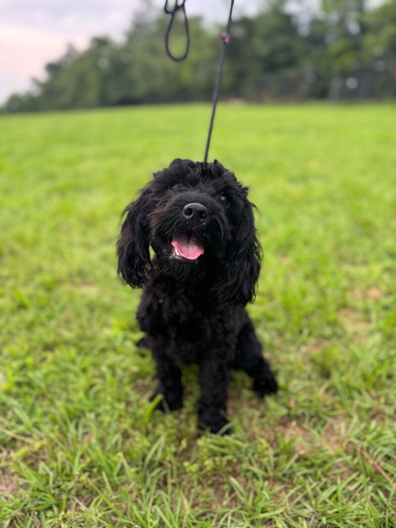 Cranberry, an adoptable Cockapoo, Mixed Breed in Aiken, SC, 29803 | Photo Image 1