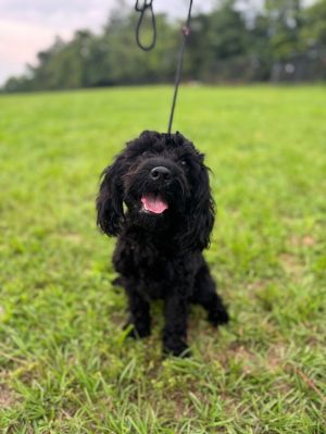 Cranberry Cockapoo Dog