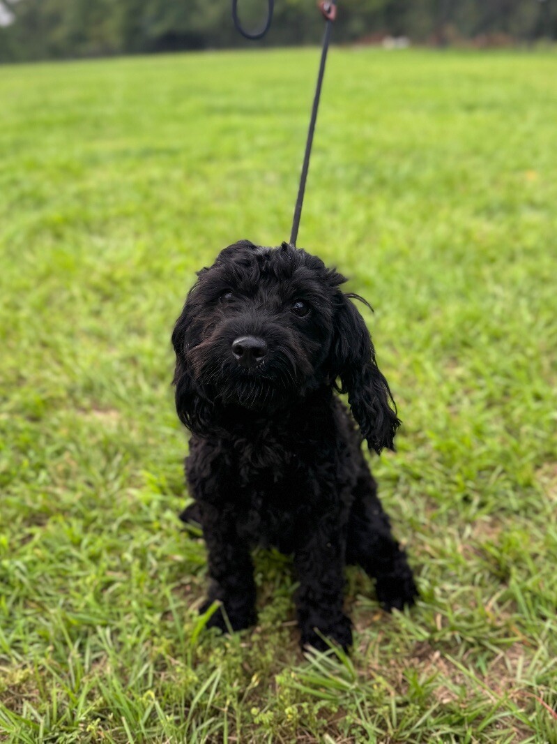 Cranberry, an adoptable Cockapoo, Mixed Breed in Aiken, SC, 29803 | Photo Image 2