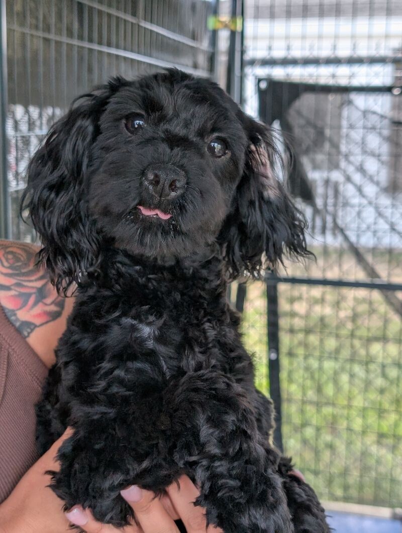 Cranberry, an adoptable Cockapoo, Mixed Breed in Berkeley Heights, NJ, 07922 | Photo Image 3