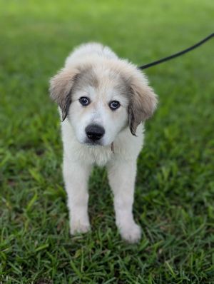 Meet Georgia the sweetest peach from Vidalia Georgia Georgia is a 2-month-old Great Pyrenees with