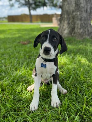 Meet Billy a 3-month-old BeagleBasset Hound mix with a striking black and white coat and a heart f