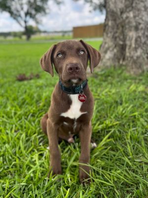 Meet Louis a 3-month-old Chocolate Labrador Retriever mix who currently weighs just under 20 pounds