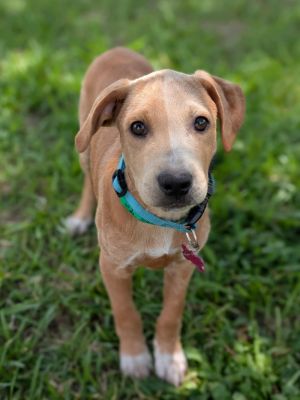 Meet Archer This playful and affectionate 3-month-old Labrador Retriever mix weighs in at about 20 