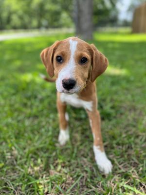 Meet Alice a sweet and spunky 3-month-old Labrador Retriever mix with a beautiful tan and white coa