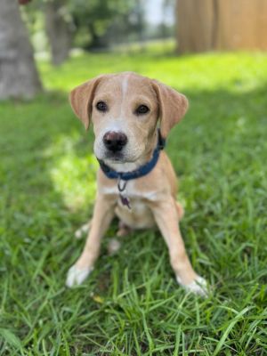Aiden Labrador Retriever Dog