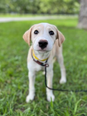 Meet Ava a 3-month-old Labrador Retriever mix with a soft fawn and white coat and a personality as 