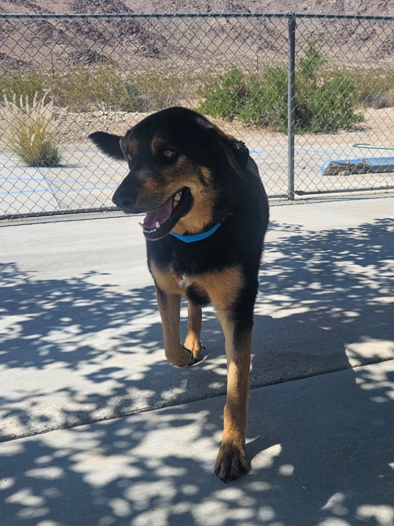 Ruger