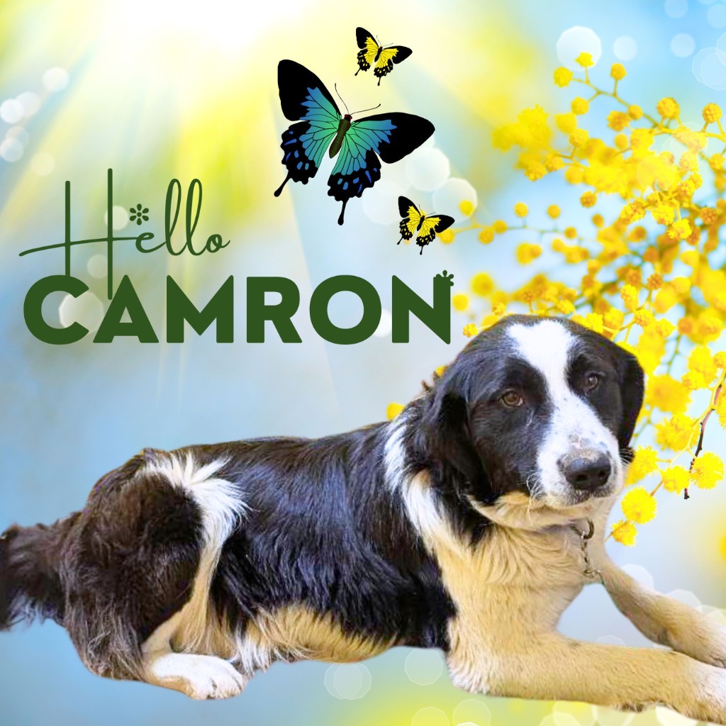 Camron