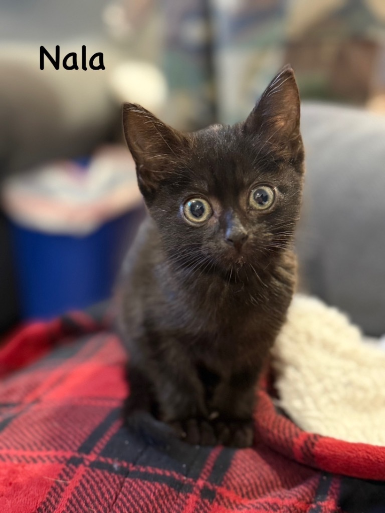 Nala