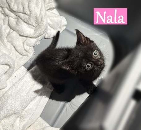 Nala