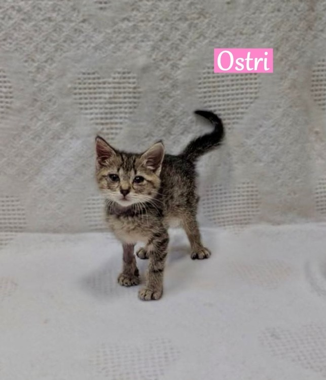 Ostri