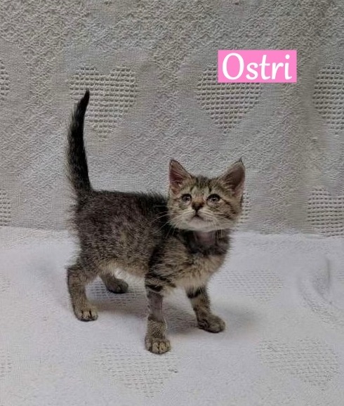 Ostri