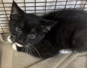 Primary Color Black Secondary Color White Weight 235lbs Age 0yrs 3mths 2wks